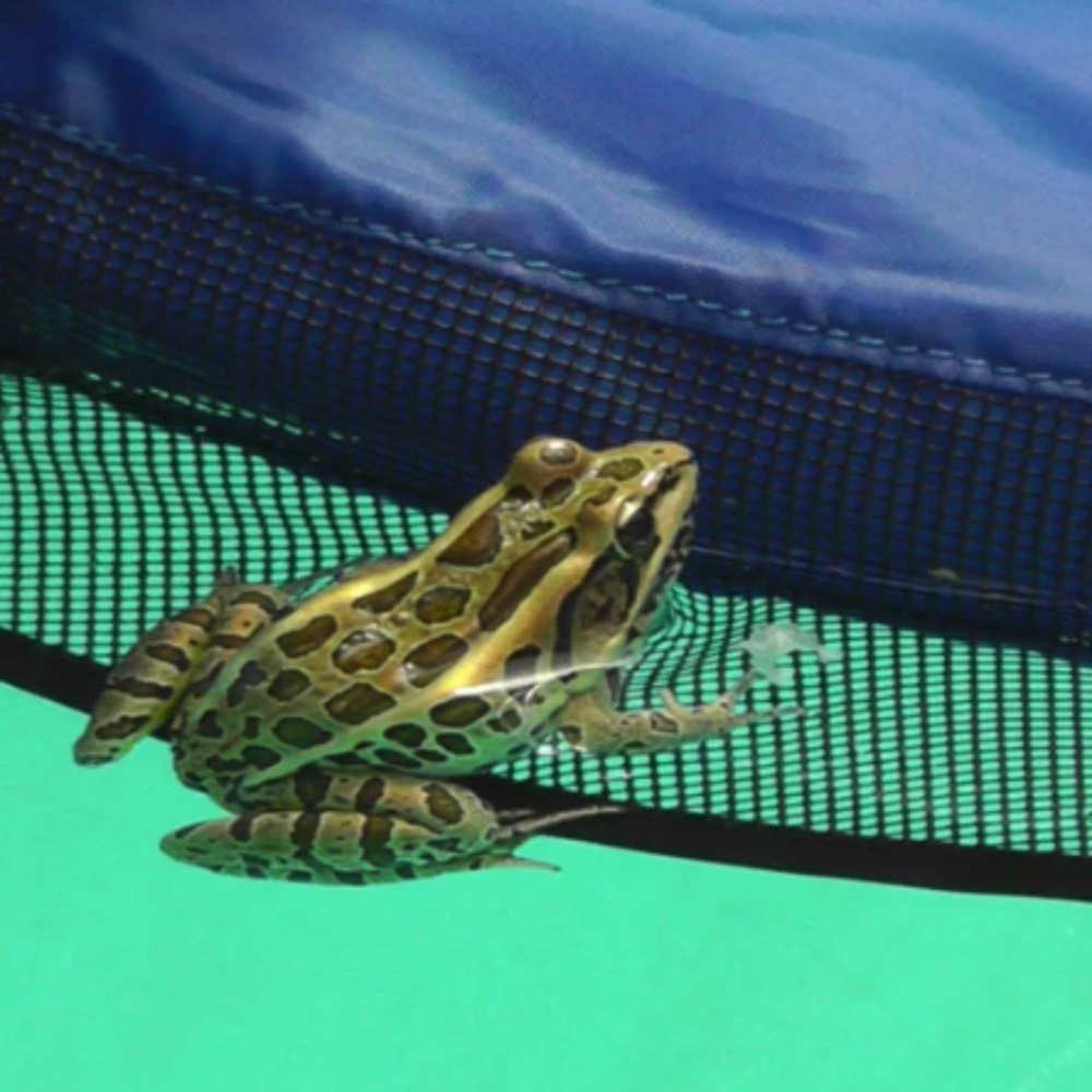 Frog Log Critter Saving Escape Ramp - Picture 3 of 9